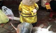 鱼贩子爆料视频,揭秘水产市场惊人内幕